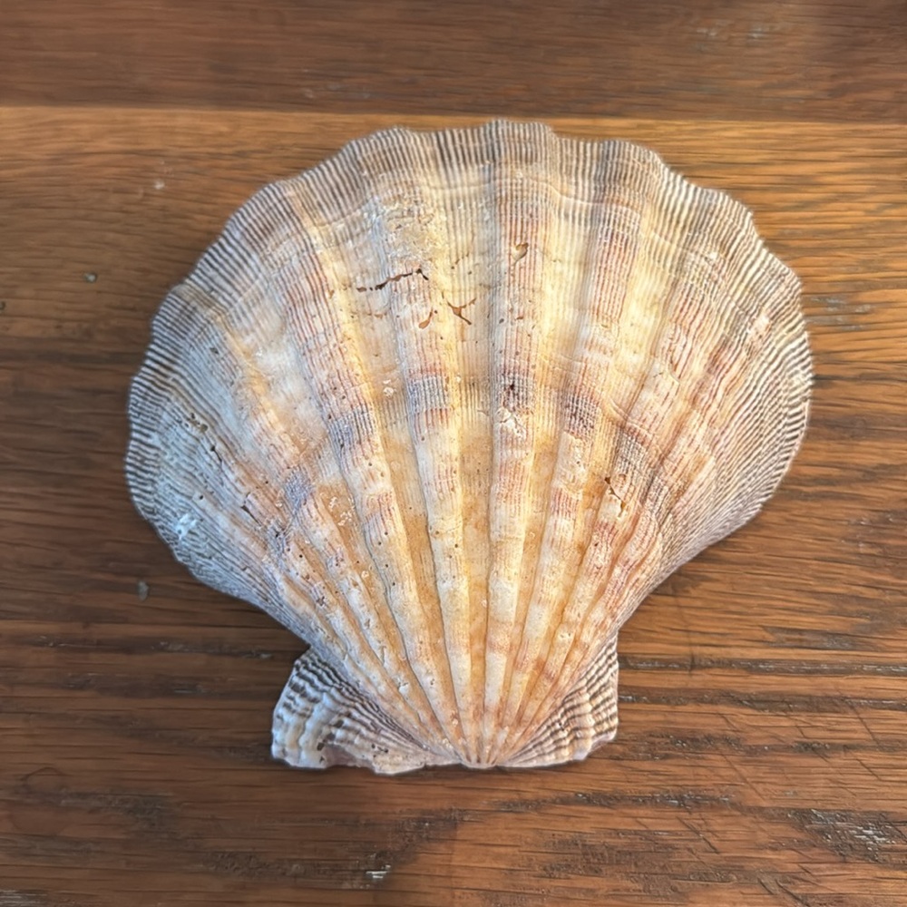 Sea Shell